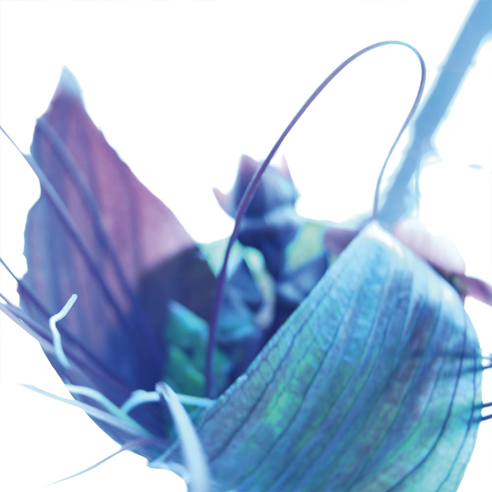 Fledermaus III